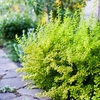 Berberis thunbergii Plant
