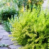 Berberis thunbergii Plant