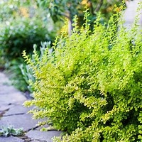 Berberis thunbergii Plant