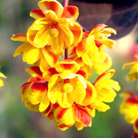 Berberis thunbergii Plants - Atropurpurea