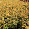 Berberis thunbergii Plants - Golden Dream