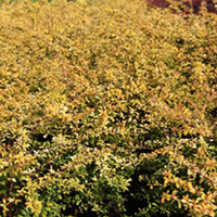 Berberis thunbergii Plants - Golden Dream