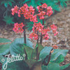 Bergenia cordifolia Plant - Winterglut