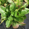 Bergenia cordifolia Plant