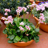 Bergenia Plant - Autumn Magic