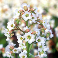 Bergenia Plant - Bressingham White