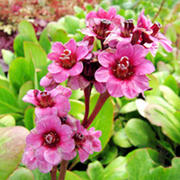 Bergenia Plant - Morgenrote