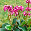 Bergenia Plant - Overture