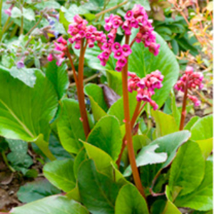 Bergenia Plant - Winterglow