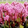 Bergenia Plants - Spring Fling
