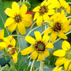 Berlandiera Chocolate Daisy