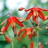 Bessera Bulbs - Elegans