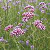 Best Perennial Plants - Collection