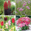 Best Seller Perennial Plants Collection