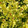 Betula nana Golden Treasure® Plant