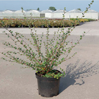 Betula nana Plant