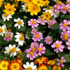 Bidens Plants - Timeless Collection