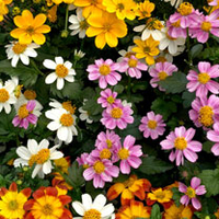 Bidens Plants - Timeless Collection