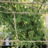 Biodegradable Netting