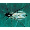 Biological Control - Scariad Fly (Fungus Gnats)