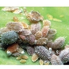 Biological Control Mealybug