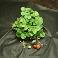 Black Non-woven Mulch Fabric