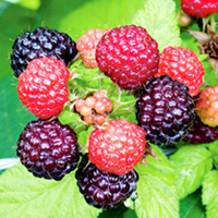 Black Raspberry Plant - Jewel