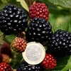 Blackberry Plant - Asterina