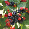 Blackberry Plant - Chester
