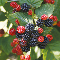 Blackberry Plant - Chester