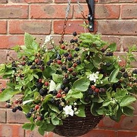Blackberry Plant - Coolaris Cascata Black