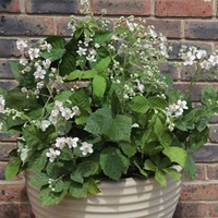Blackberry Plant - Coolaris Patio Black