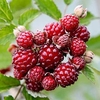 Blackberry Plant - Dorman Red