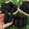 Blackberry Plant - Karaka Black