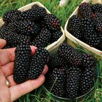 Blackberry Plant - Karaka Black