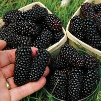 Blackberry Plant - Karaka Black