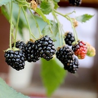 Blackberry Plant - Little Black Prince