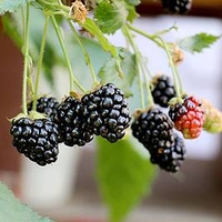 Blackberry Plant - Little Black Prince