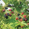 Blackberry Plant - Loch Ness Long Cane