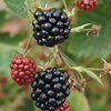 Blackberry Plant - Loch Tay
