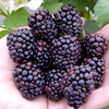 Blackberry Plant - Reuben