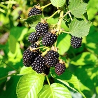 Blackberry Plant - Triple Crown