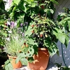 Blackberry Plant (Organic) - Lowberry Little Black Prince