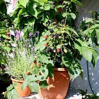 Blackberry Plant (Organic) - Lowberry Little Black Prince