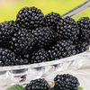 Blackberry Plants - Navaho Bigandearly