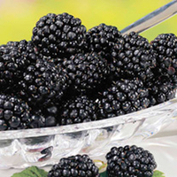 Blackberry Plants - Navaho Bigandearly