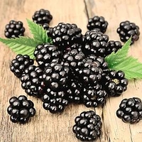Blackberry (Rubus) Loch Ness