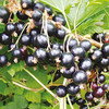 Blackcurrant Big Ben