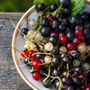 Blackcurrant Plant - Ben Alder