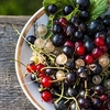 Blackcurrant Plant - Ben Alder